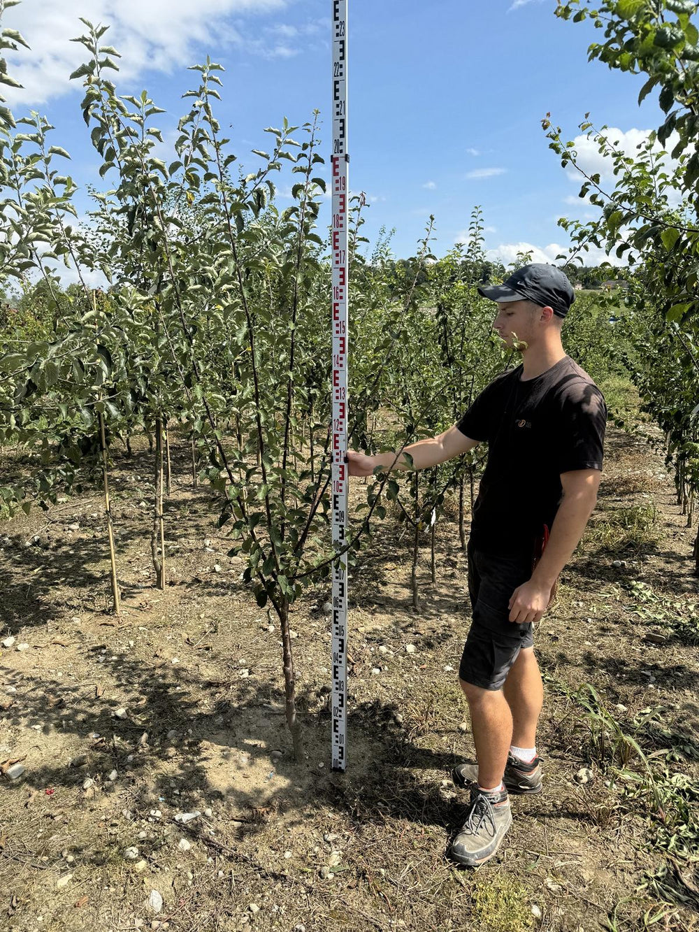 Prunus domestica 'Fellenberg'