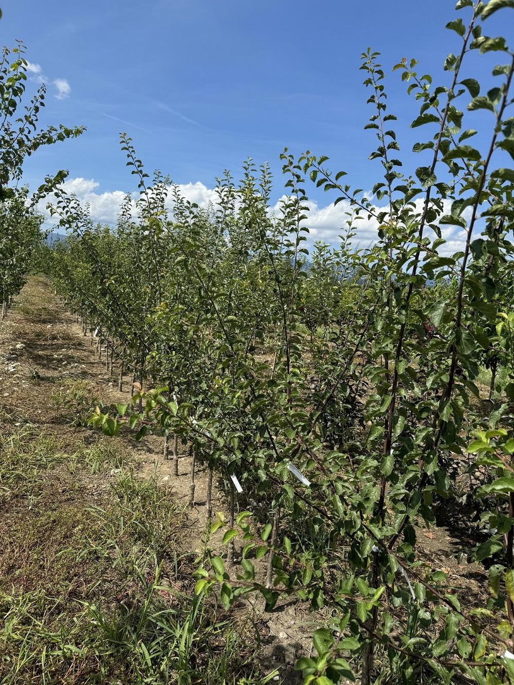 Prunus domestica 'Fellenberg'