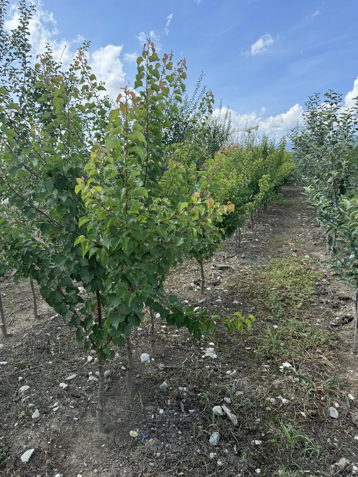 Prunus armeniaca 'Königsaprikose'