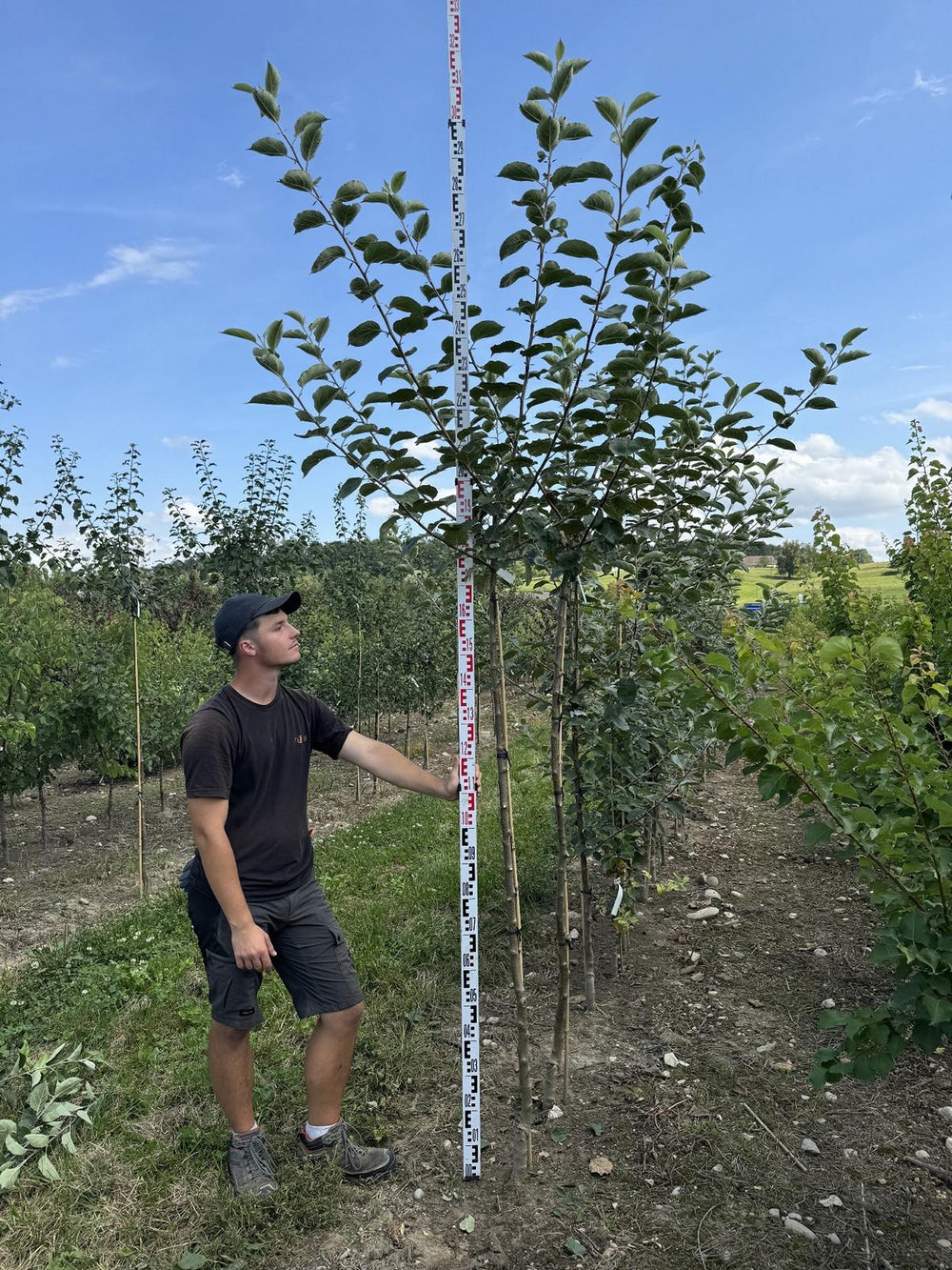 Malus domestica 'Schöner von Boskoop'