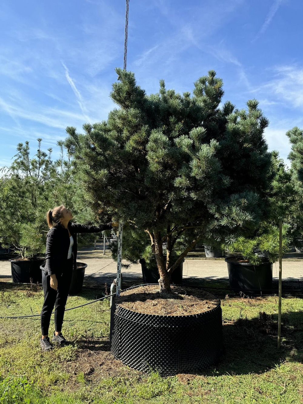 Pinus sylvestris 'Watereri' dachförmig