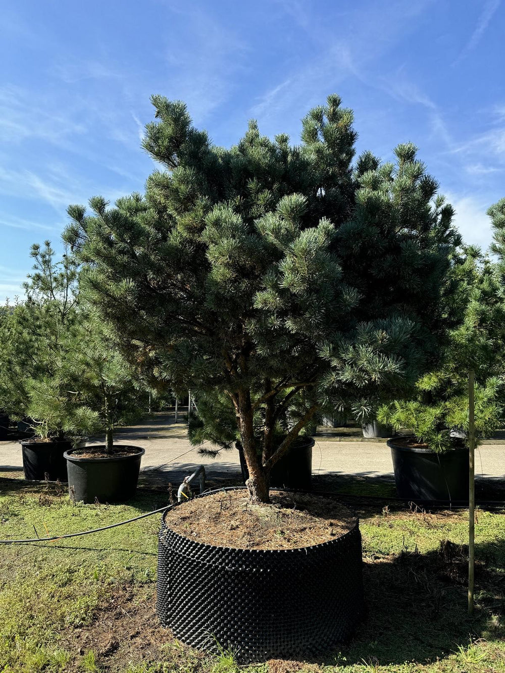 Pinus sylvestris 'Watereri' dachförmig