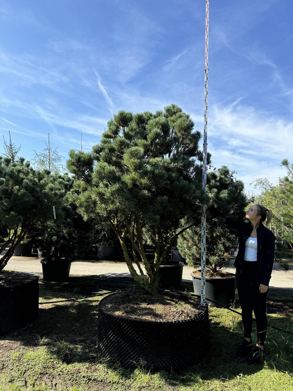 Pinus sylvestris 'Watereri' dachförmig