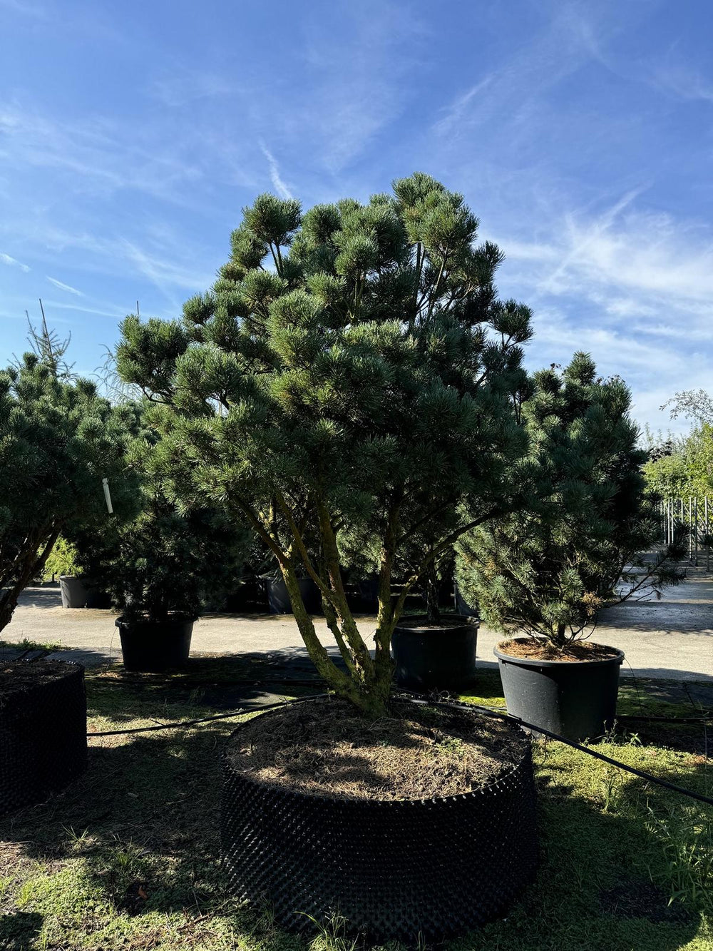 Pinus sylvestris 'Watereri' dachförmig