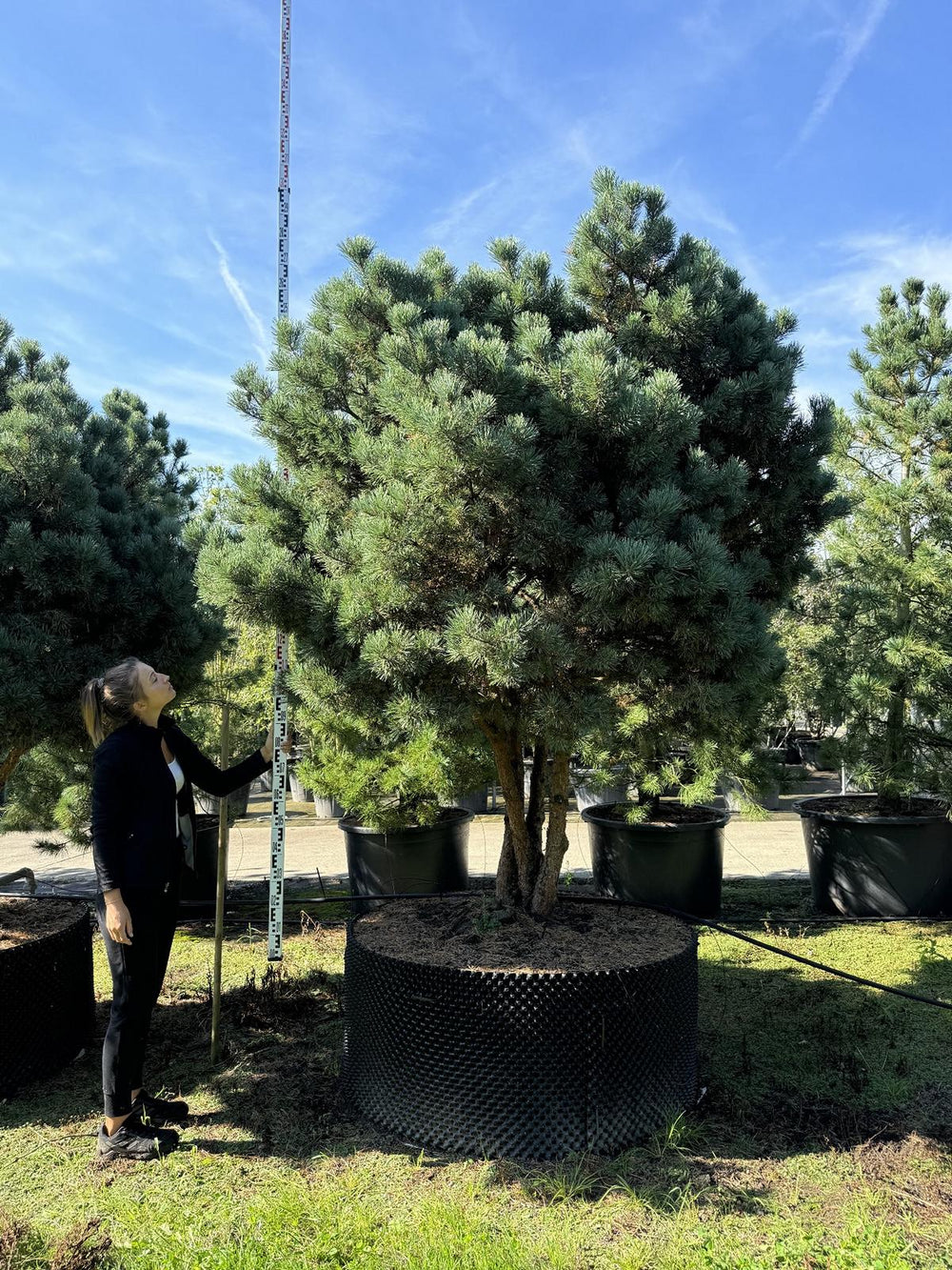 Pinus sylvestris 'Watereri' dachförmig