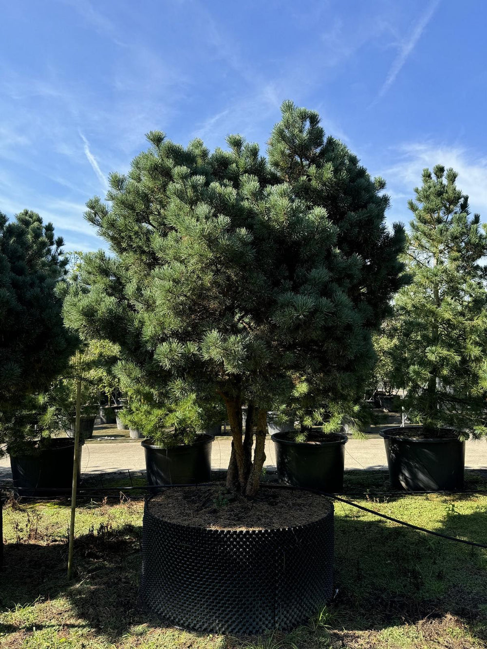 Pinus sylvestris 'Watereri' dachförmig