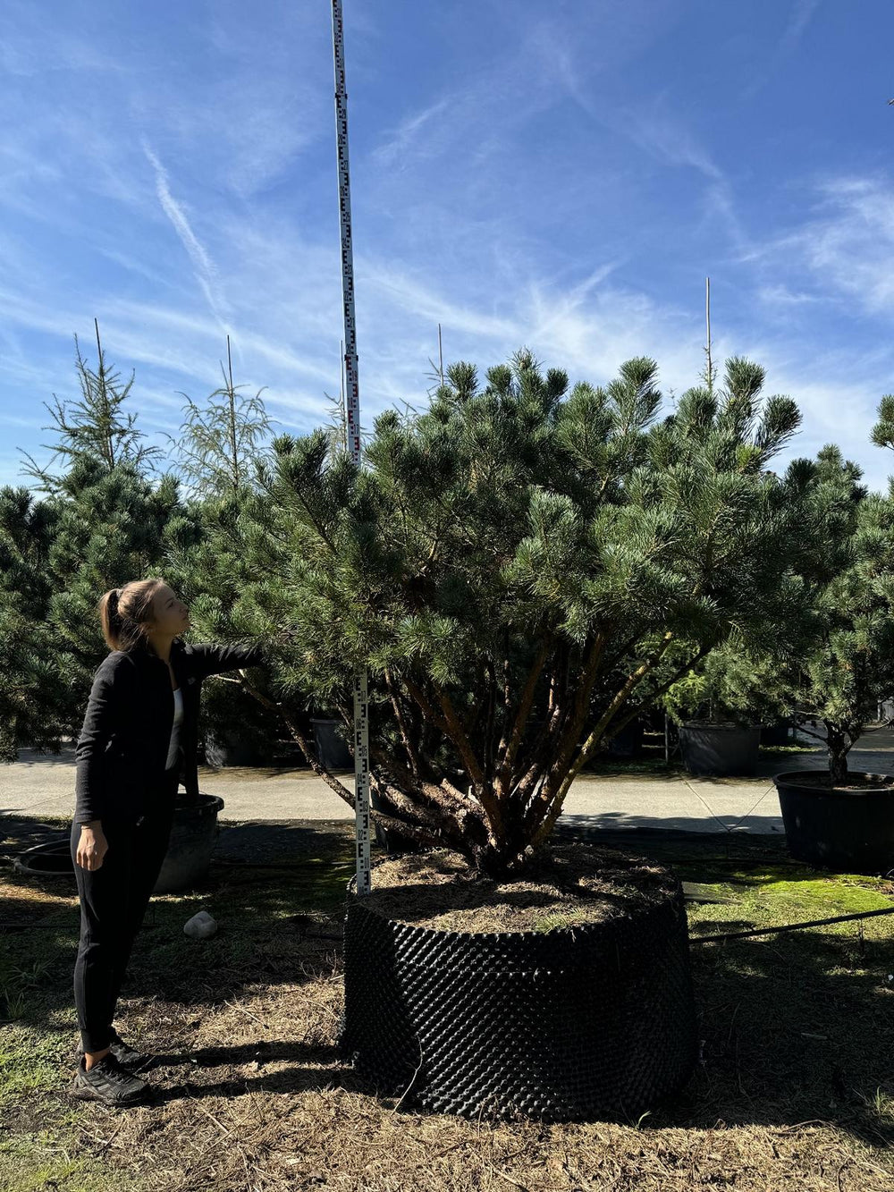 Pinus sylvestris 'Watereri' dachförmig