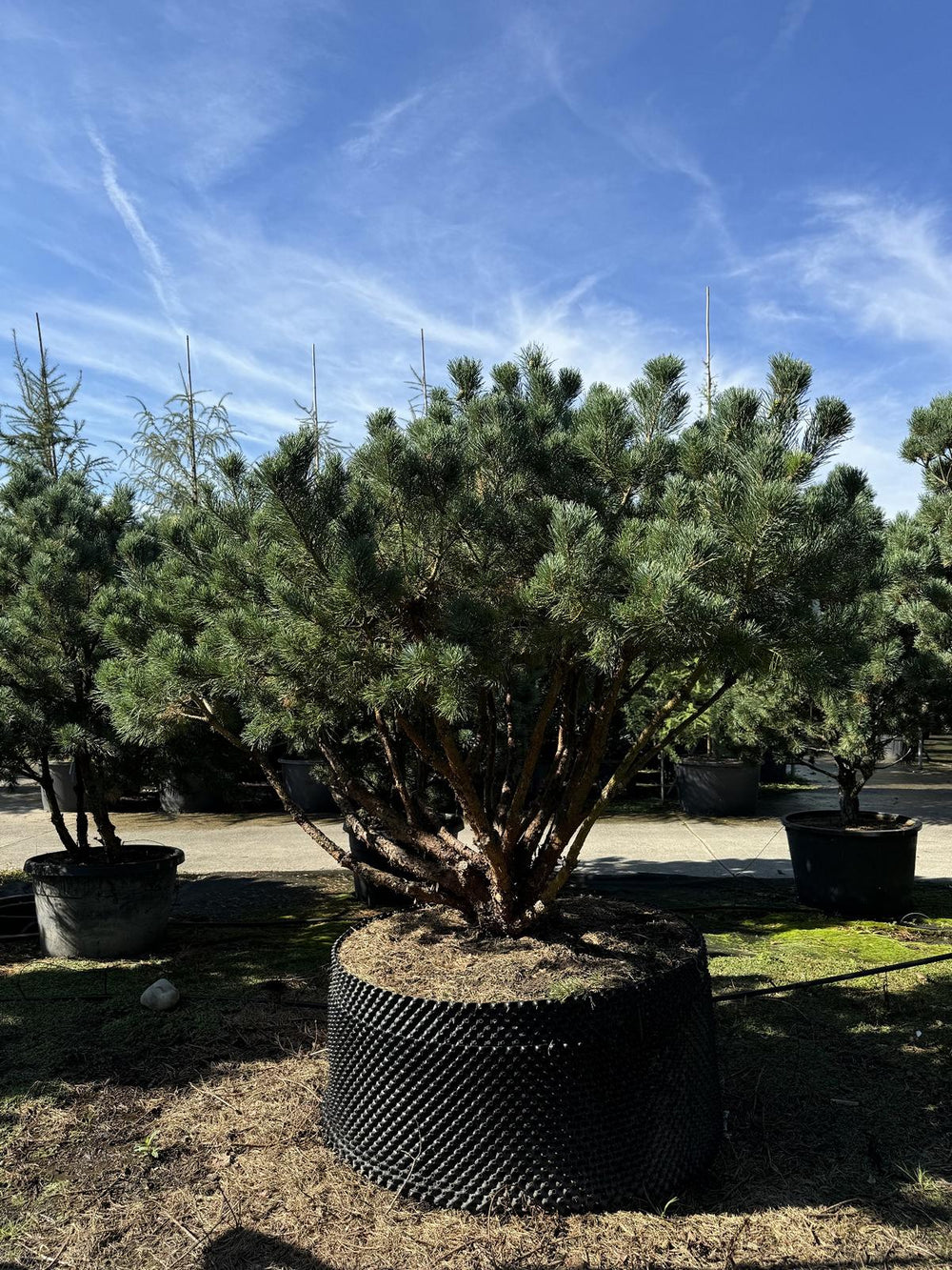 Pinus sylvestris 'Watereri' dachförmig