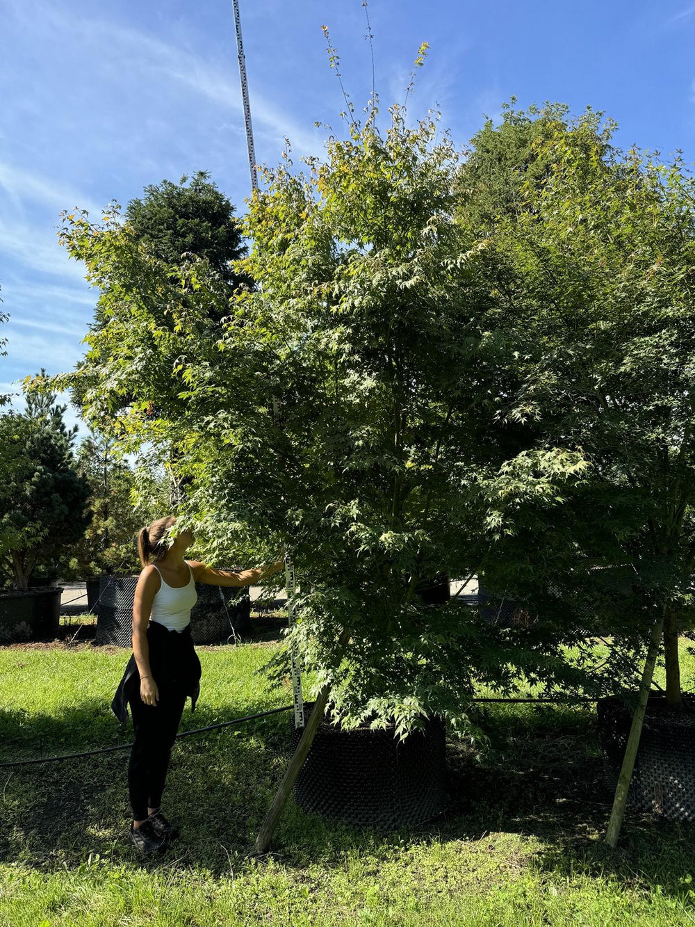 Acer palmatum