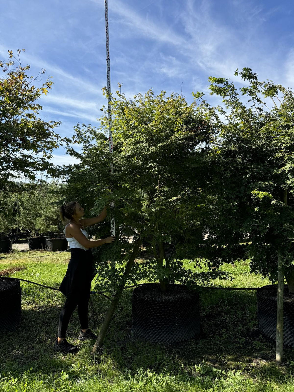 Acer palmatum