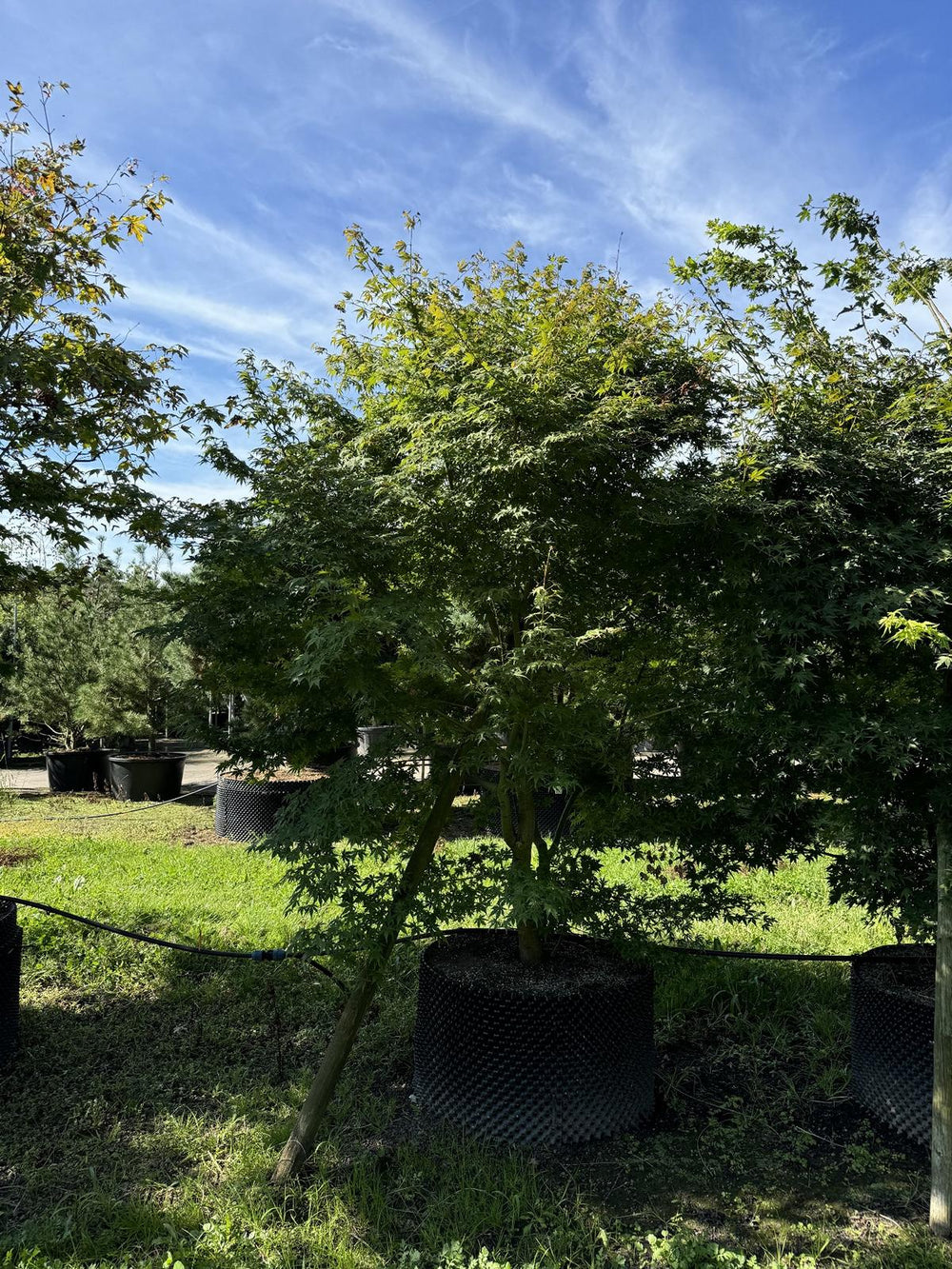 Acer palmatum