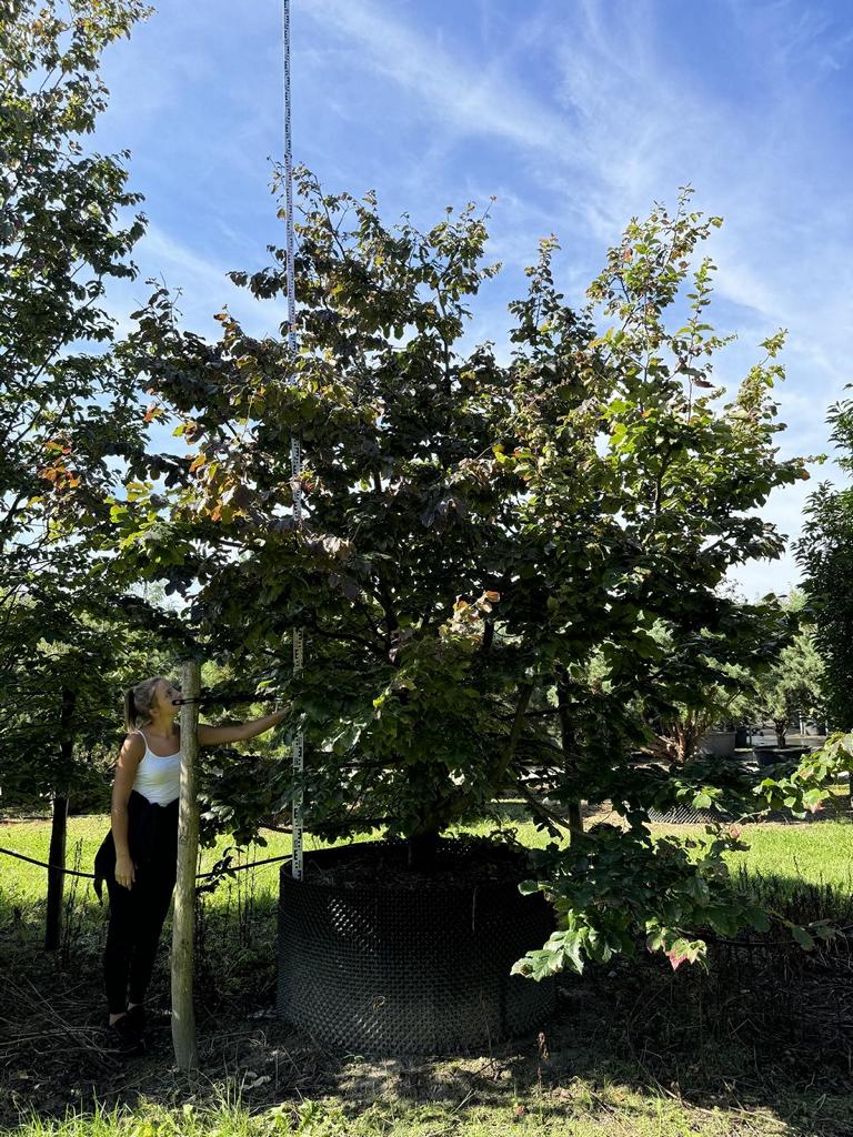 Parrotia persica