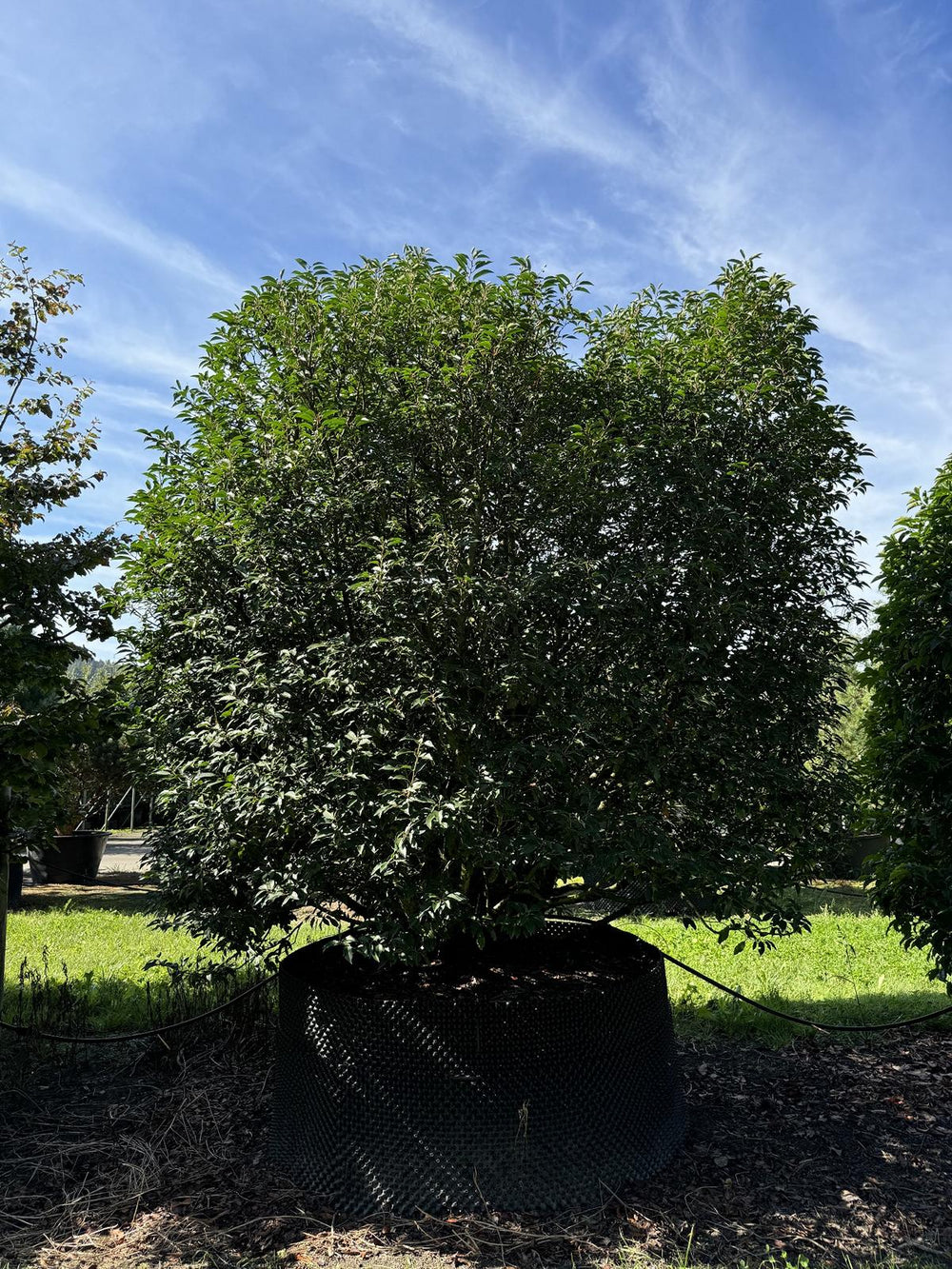 Prunus lusitanica 'Angustifolia'