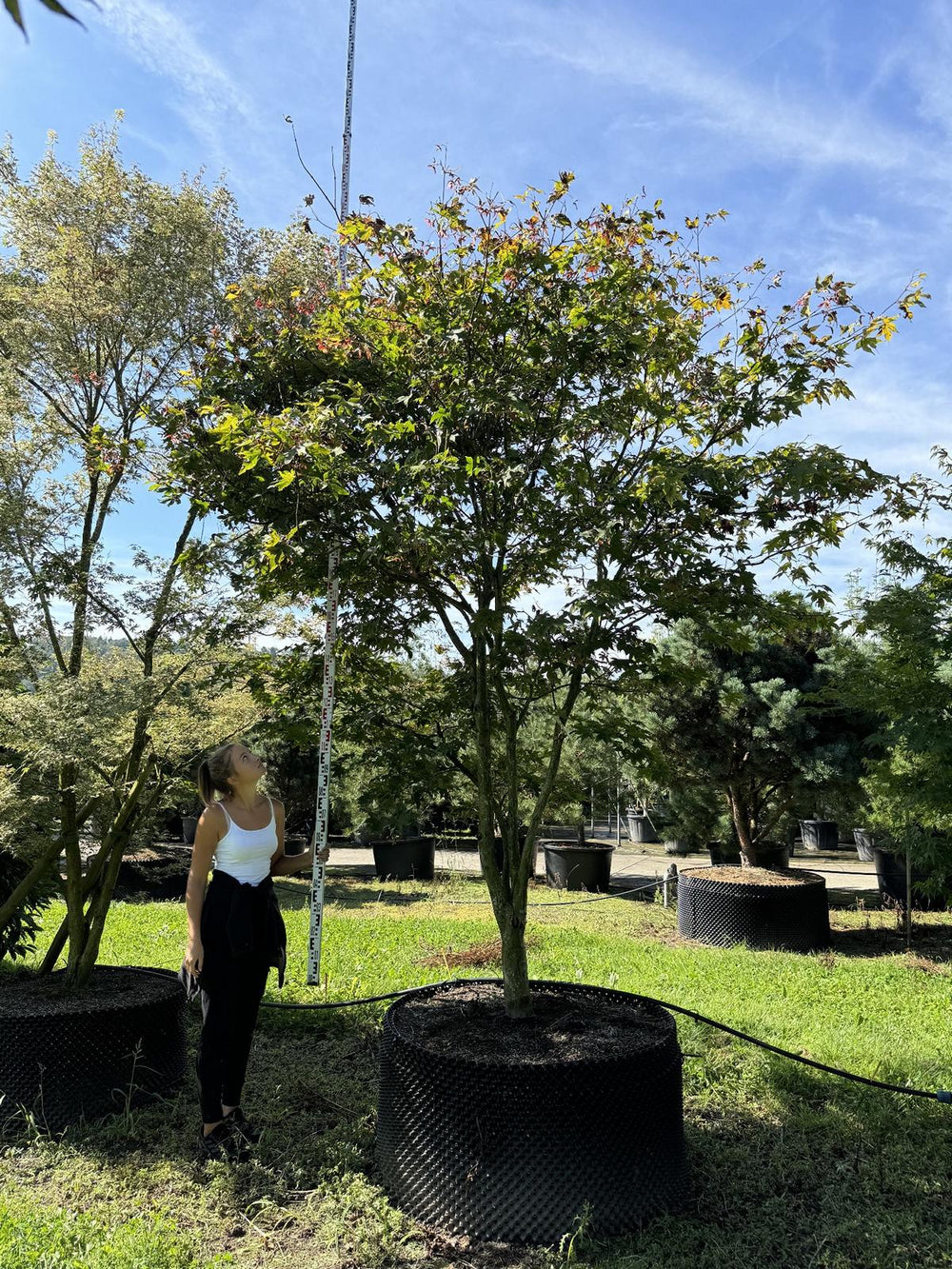 Acer palmatum 'Ôsakazuki'