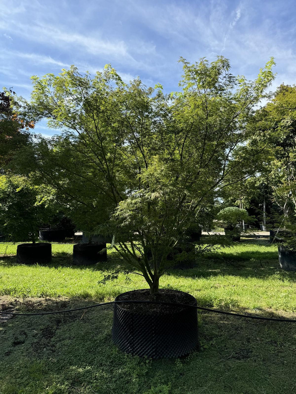 Acer palmatum 'Seiryu'