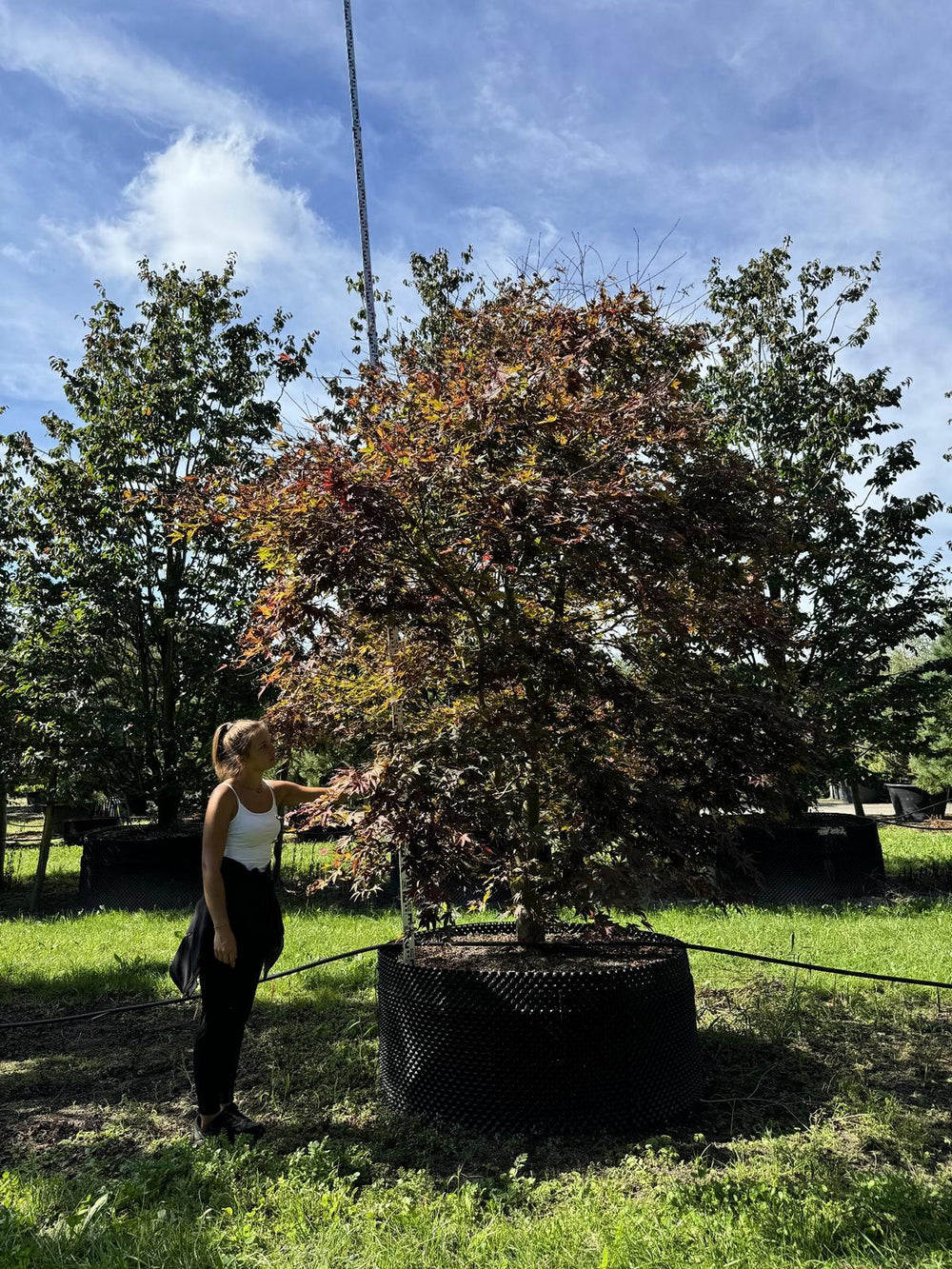 Acer palmatum 'Bloodgood'