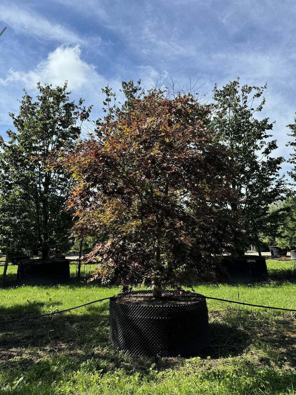 Acer palmatum 'Bloodgood'