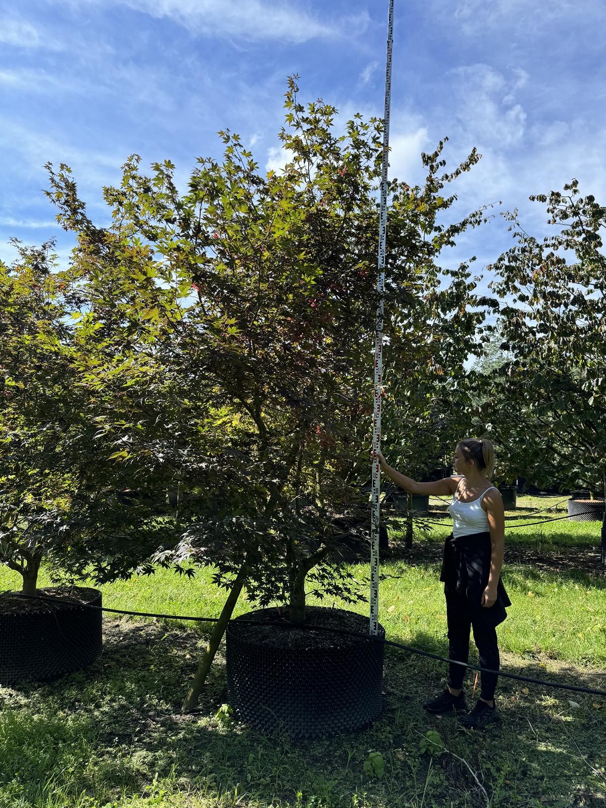 Acer palmatum 'Atropurpureum'