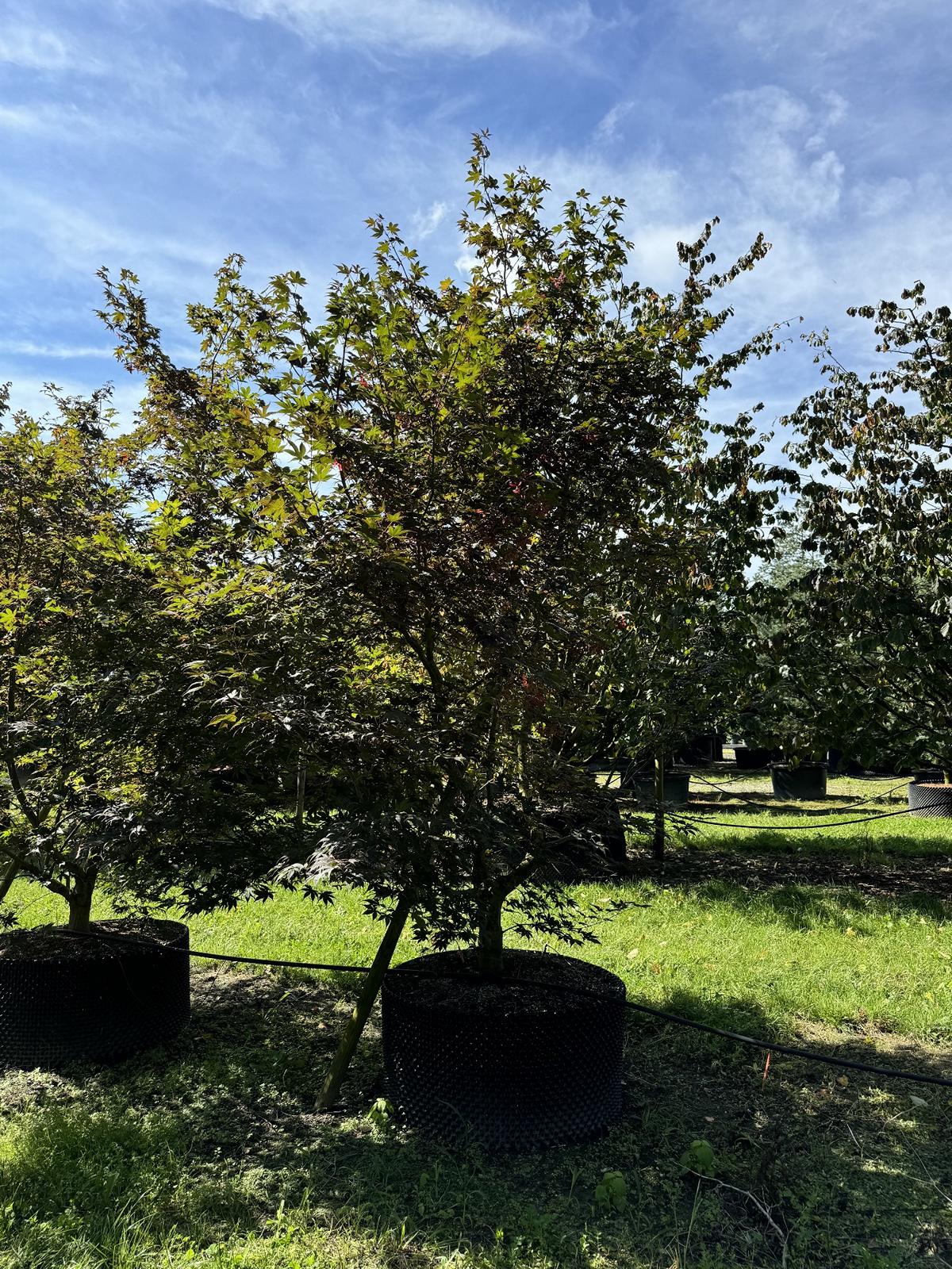 Acer palmatum 'Atropurpureum'