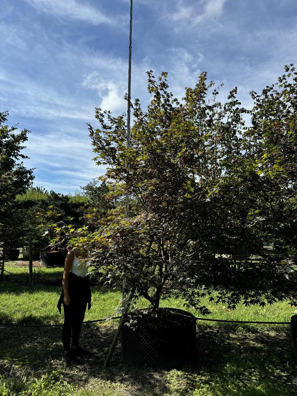 Acer palmatum 'Atropurpureum'