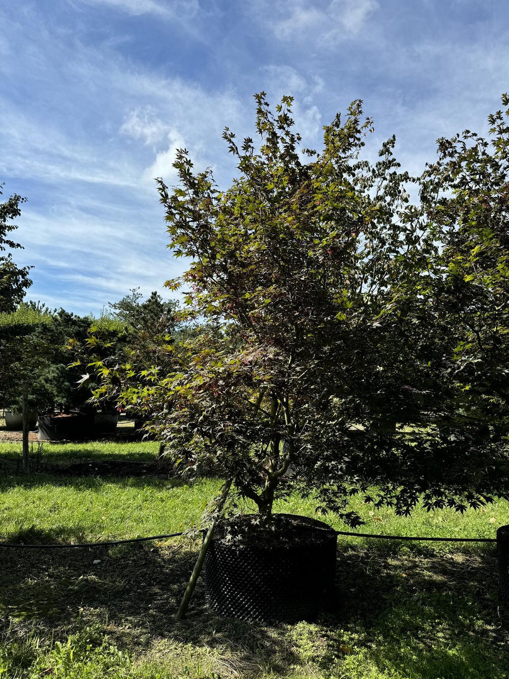 Acer palmatum 'Atropurpureum'