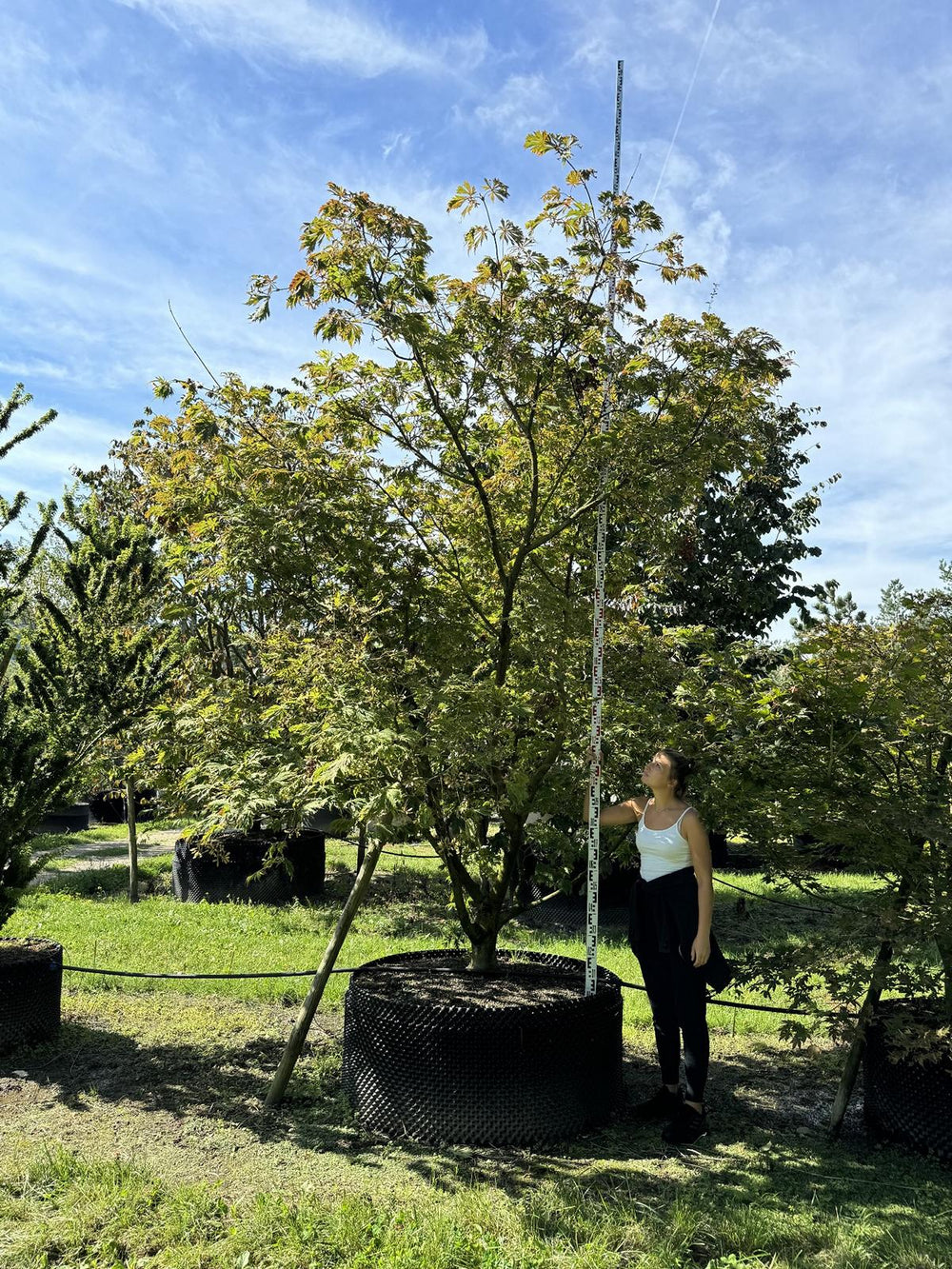 Acer japonicum 'Aconitifolium'