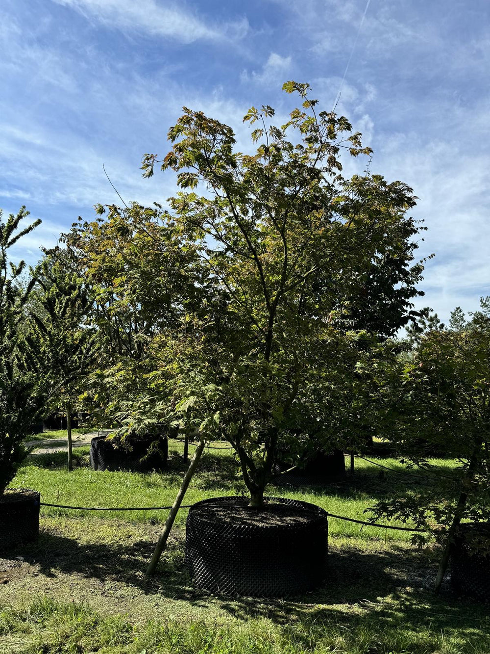 Acer japonicum 'Aconitifolium'