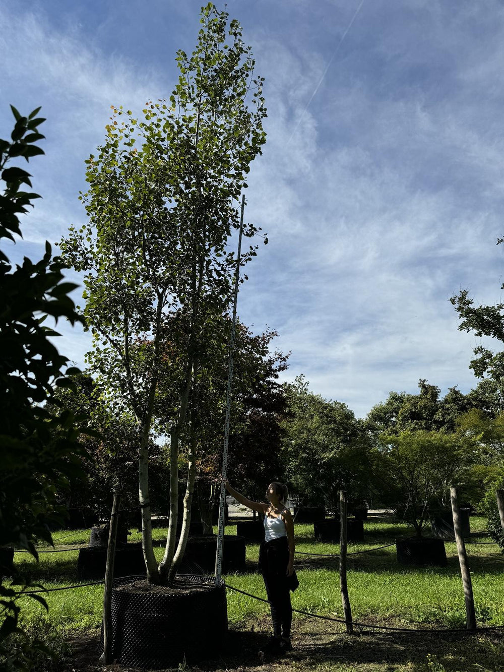 Populus tremula