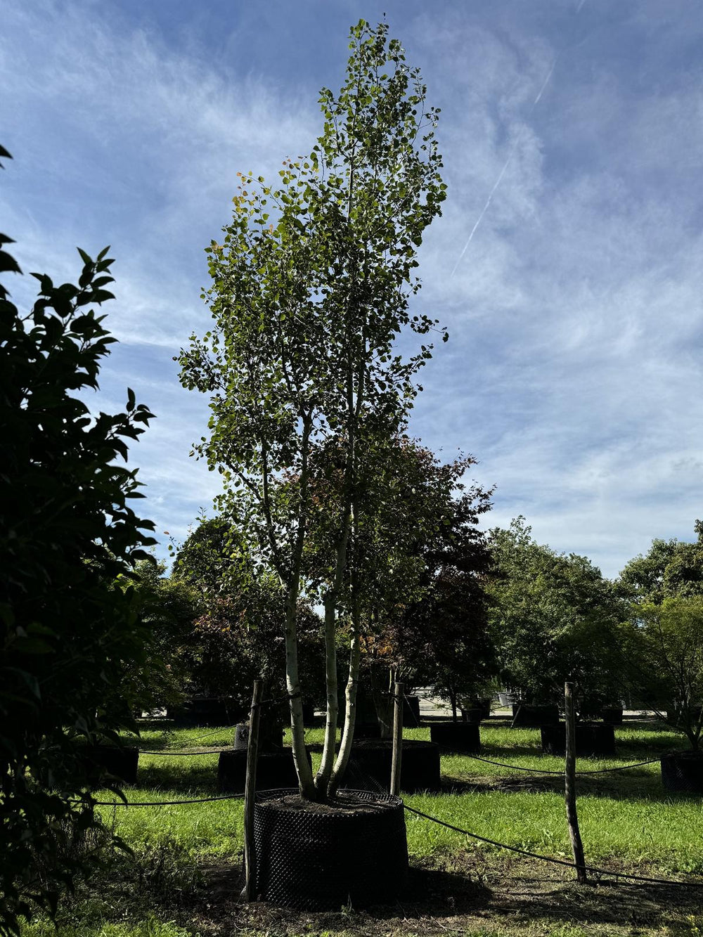 Populus tremula