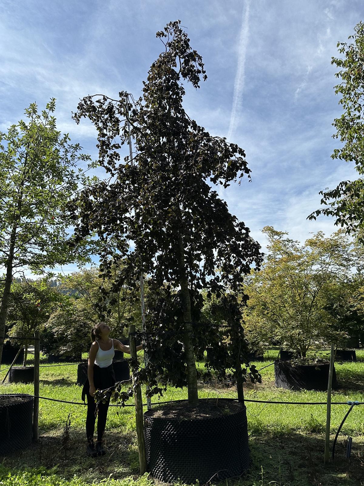 Fagus sylvatica 'Purpurea Pendula'