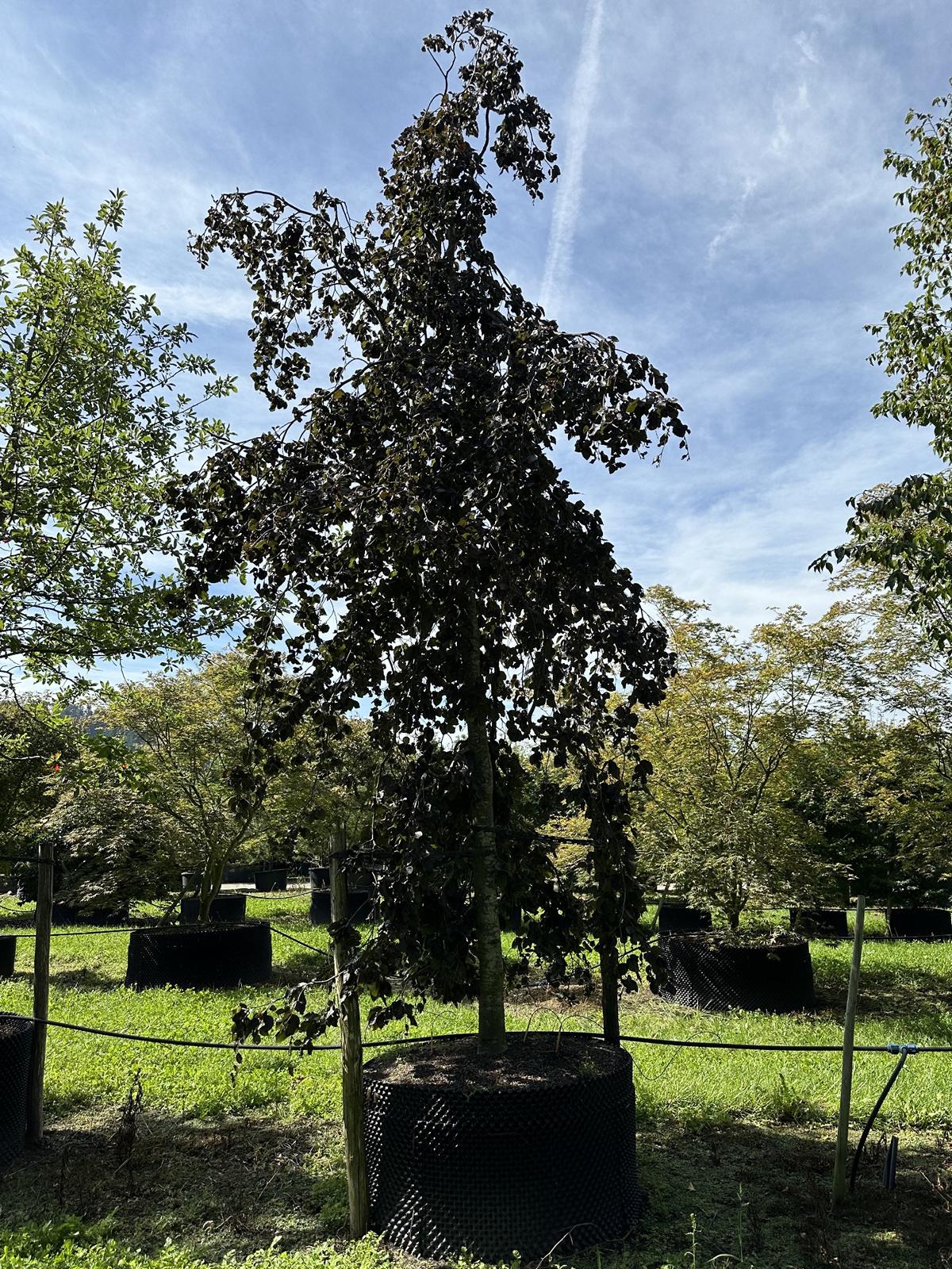 Fagus sylvatica 'Purpurea Pendula'