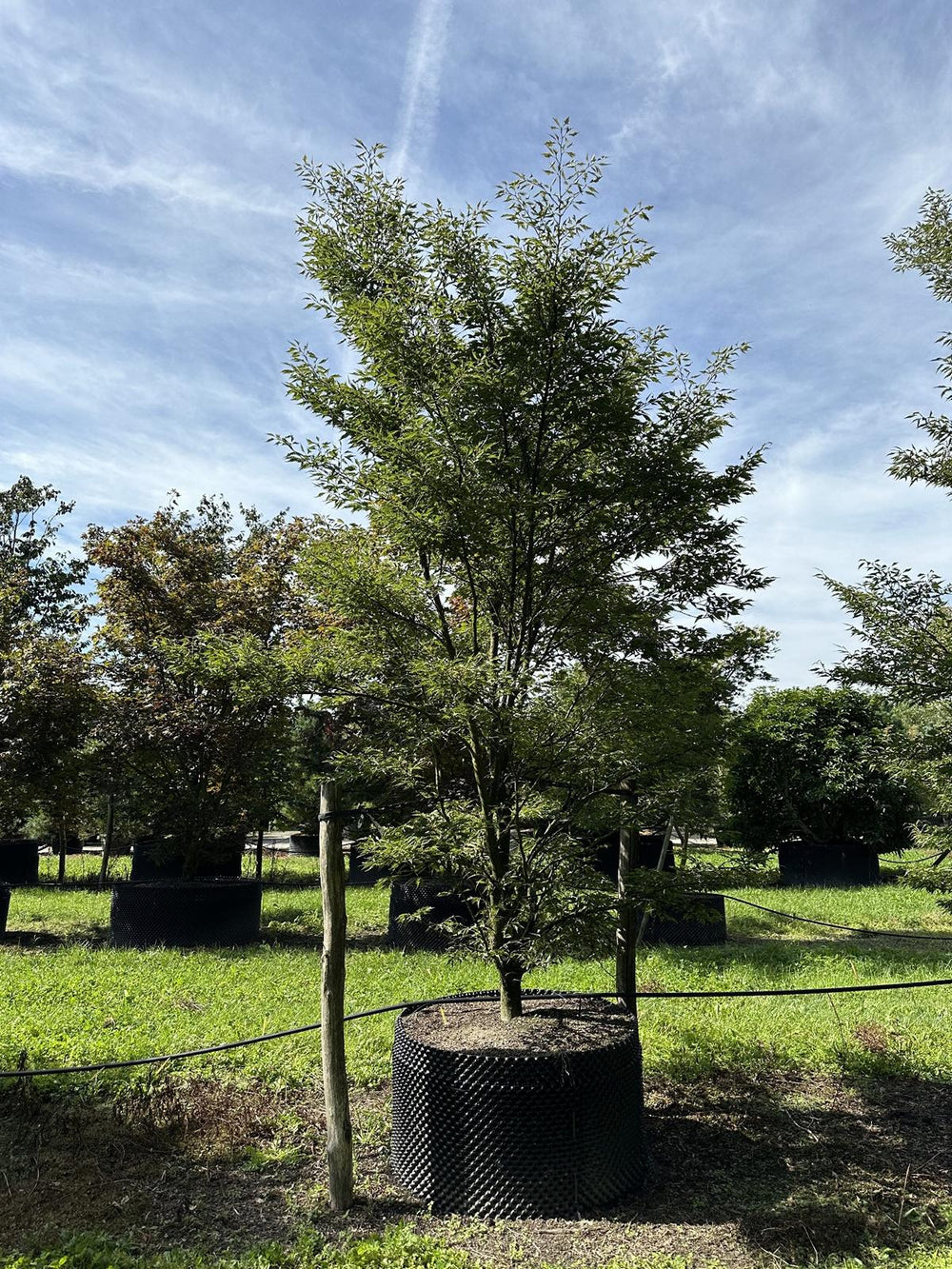 Fagus sylvatica 'Aspleniifolia'