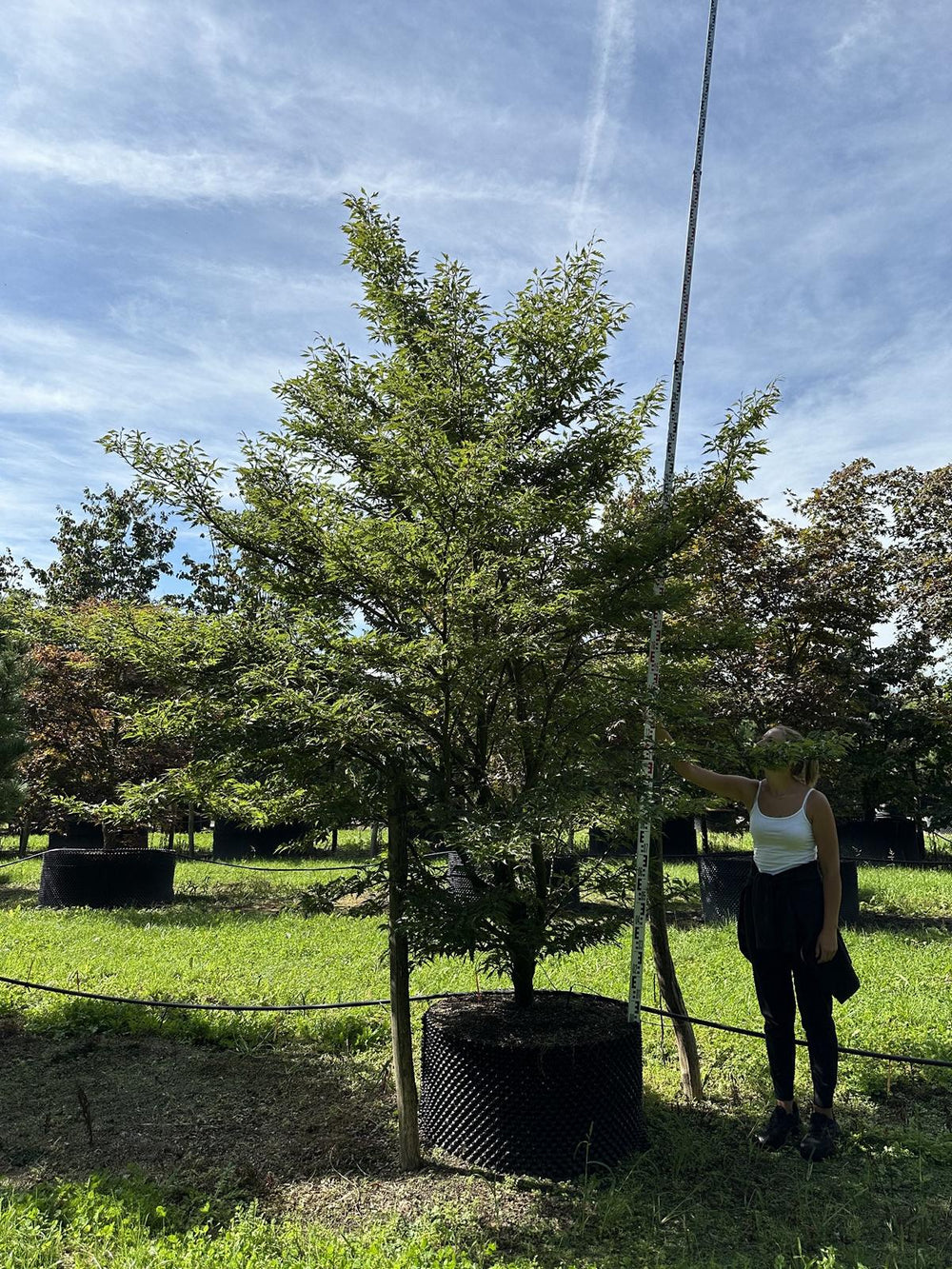 Fagus sylvatica 'Aspleniifolia'