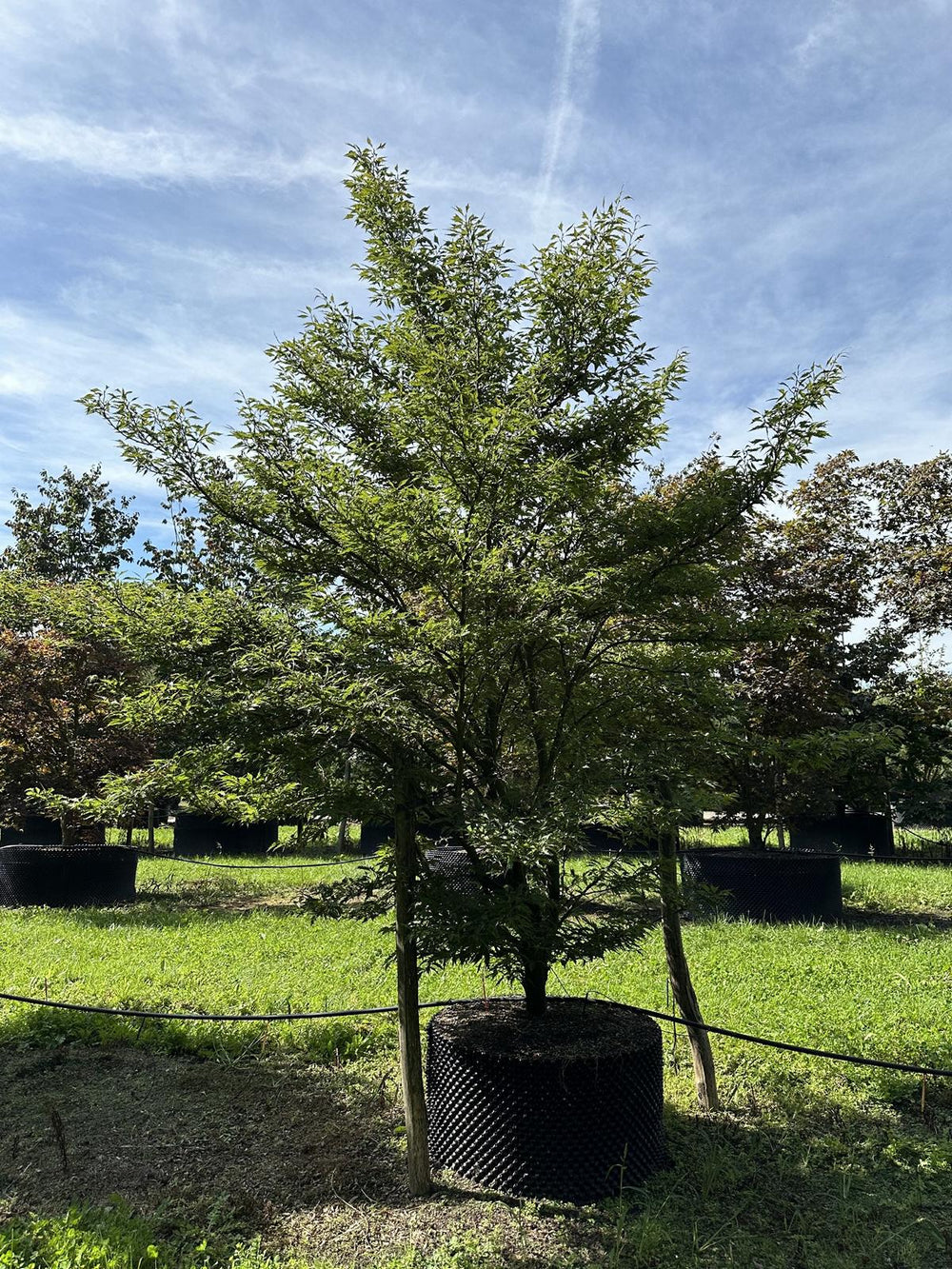 Fagus sylvatica 'Aspleniifolia'