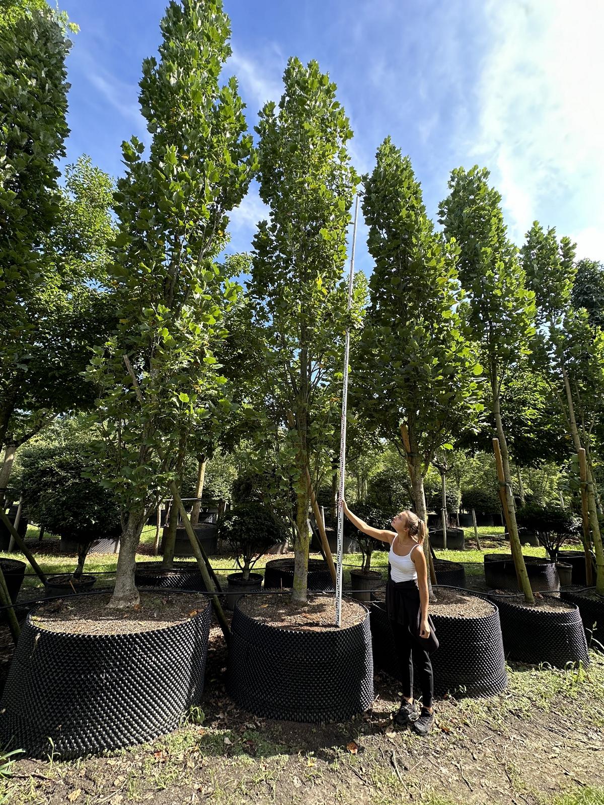 Liriodendron tulipifera 'Fastigiatum'