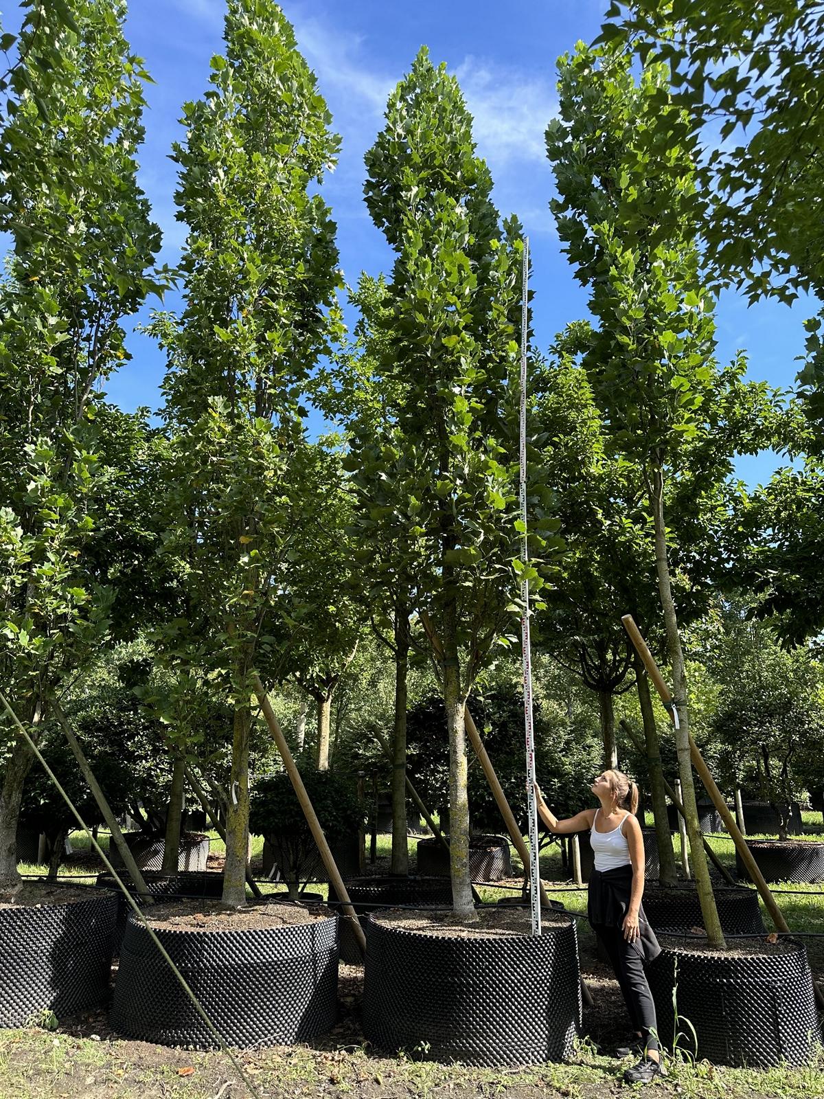 Liriodendron tulipifera 'Fastigiatum'