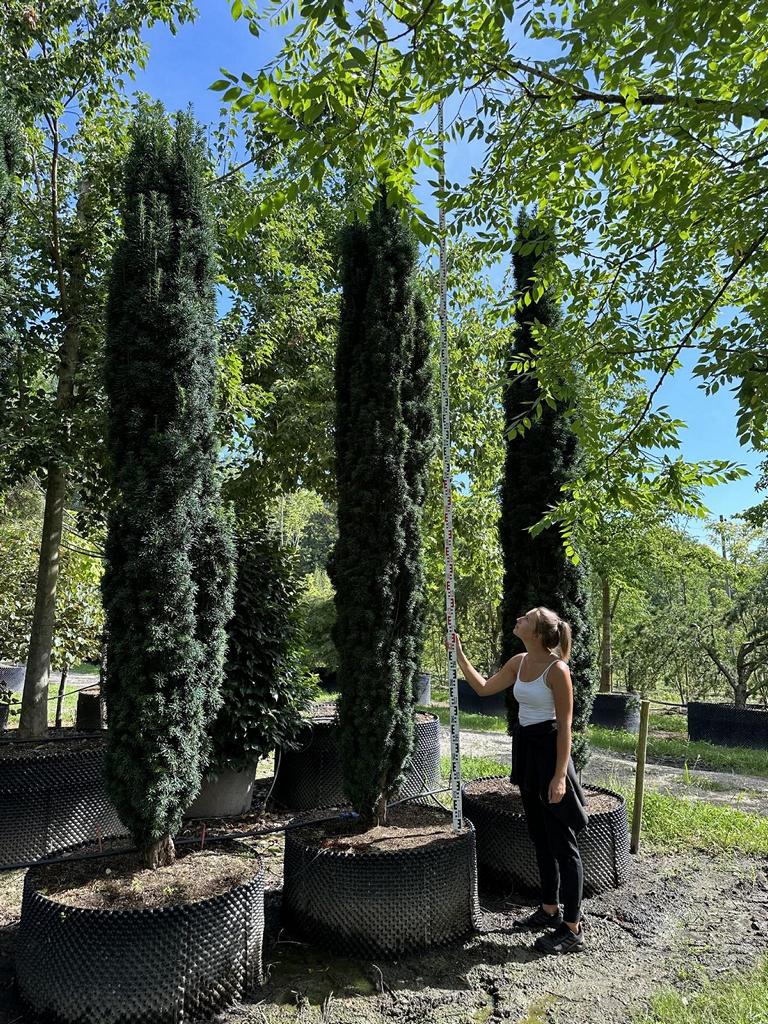 Taxus baccata 'Fastigiata Robusta'
