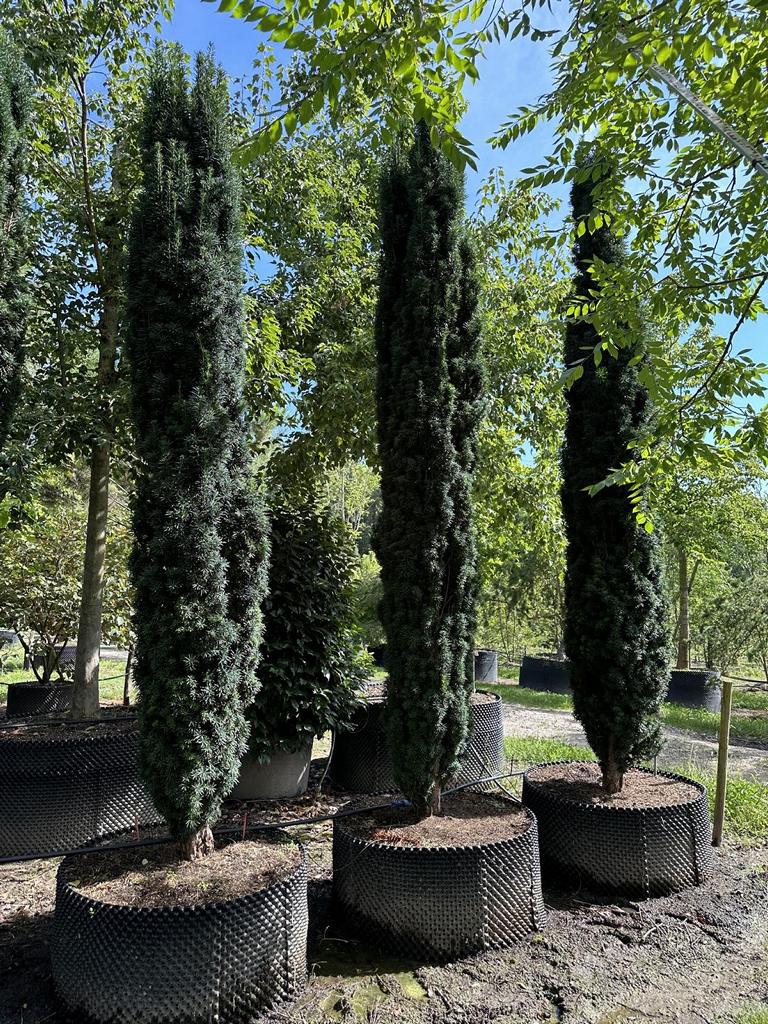 Taxus baccata 'Fastigiata Robusta'