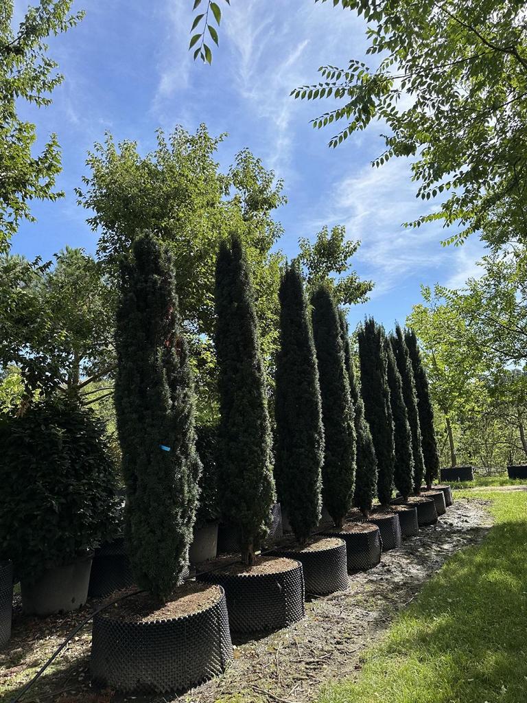 Taxus baccata 'Fastigiata Robusta'