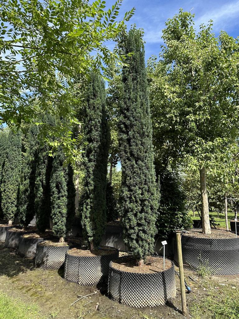 Taxus baccata 'Fastigiata Robusta'