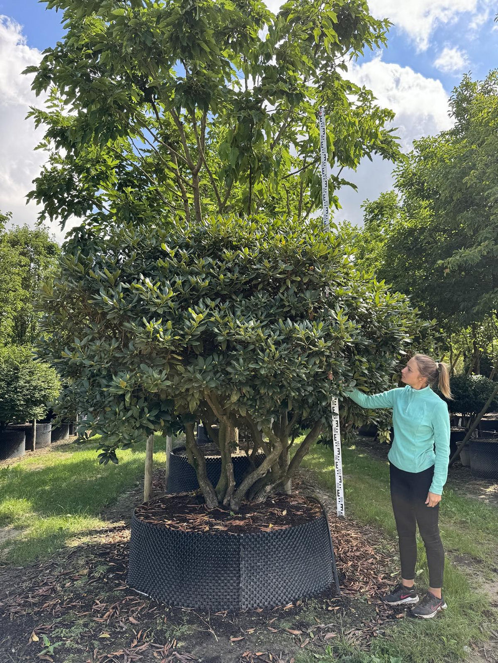 Rhododendron (Caucasicum-Gruppe) 'Cunningham's White Dachform'