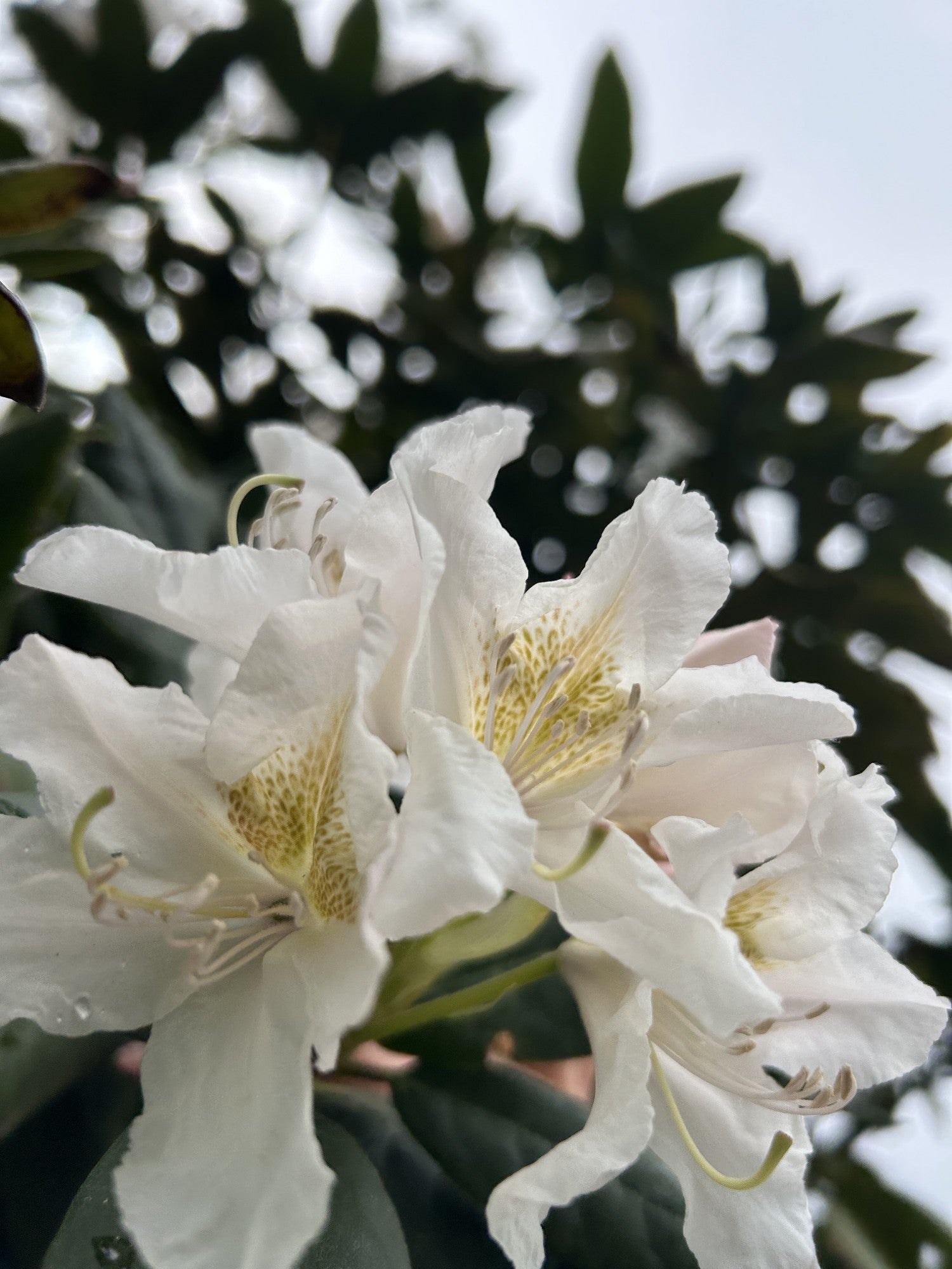 Rhododendron (Caucasicum-Gruppe) 'Cunningham's White Dachform'