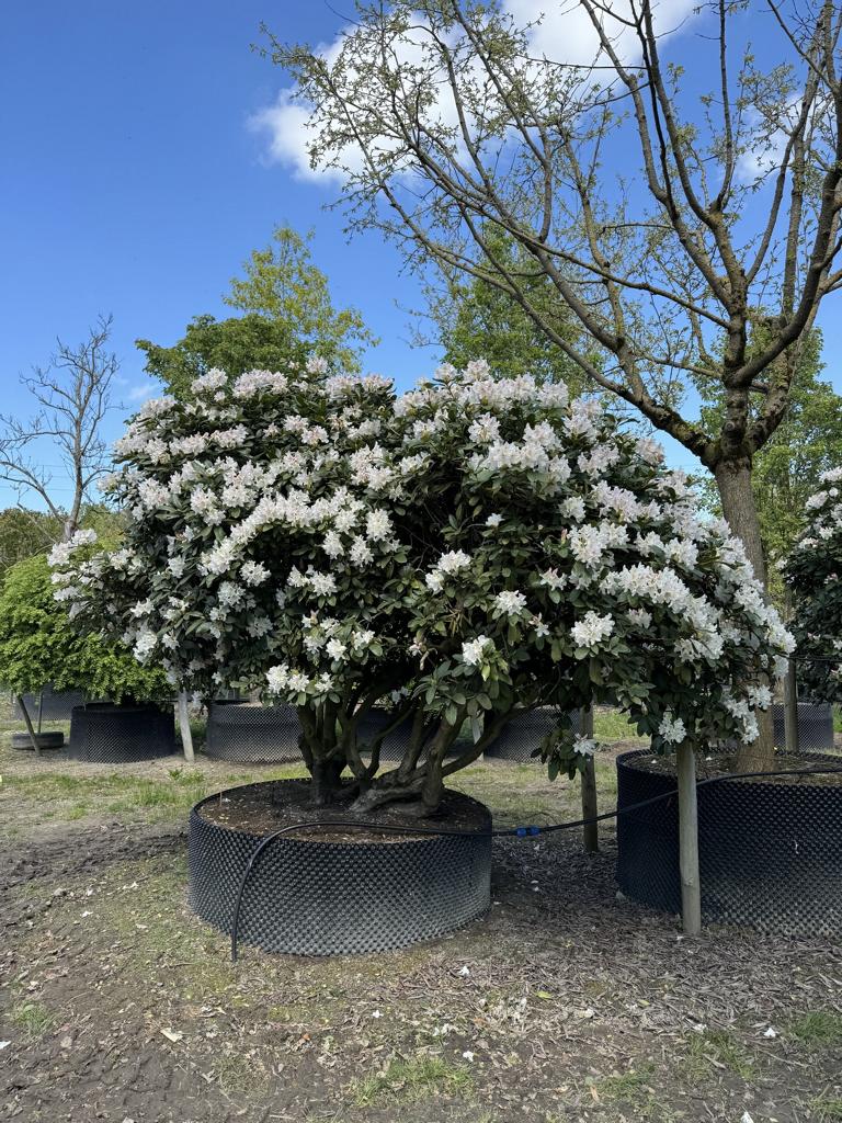 Rhododendron (Caucasicum-Gruppe) 'Cunningham's White Dachform'