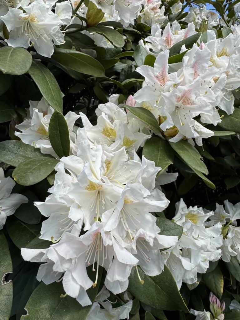Rhododendron (Caucasicum-Gruppe) 'Cunningham's White Dachform'