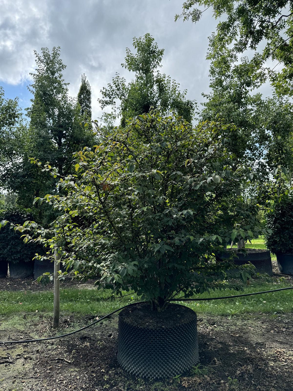 Viburnum plicatum f. tomentosum