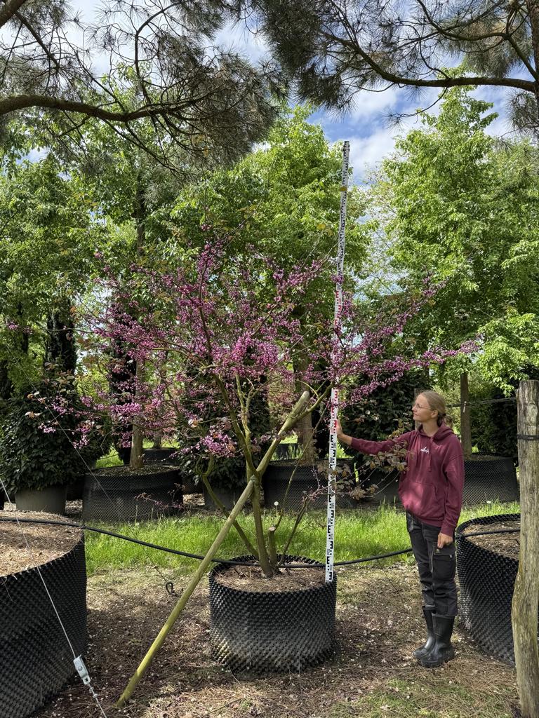 Cercis canadensis 'Forest Pansy'
