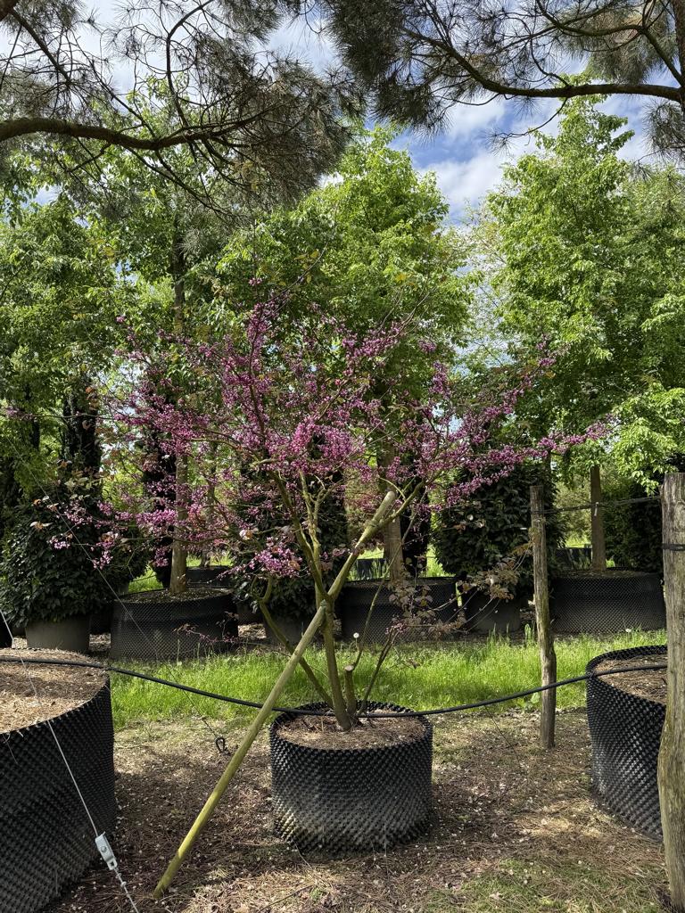 Cercis canadensis 'Forest Pansy'