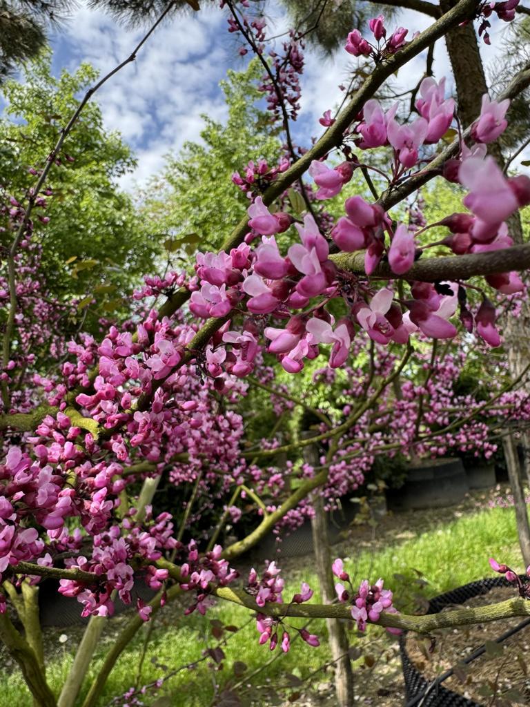 Cercis canadensis 'Forest Pansy'