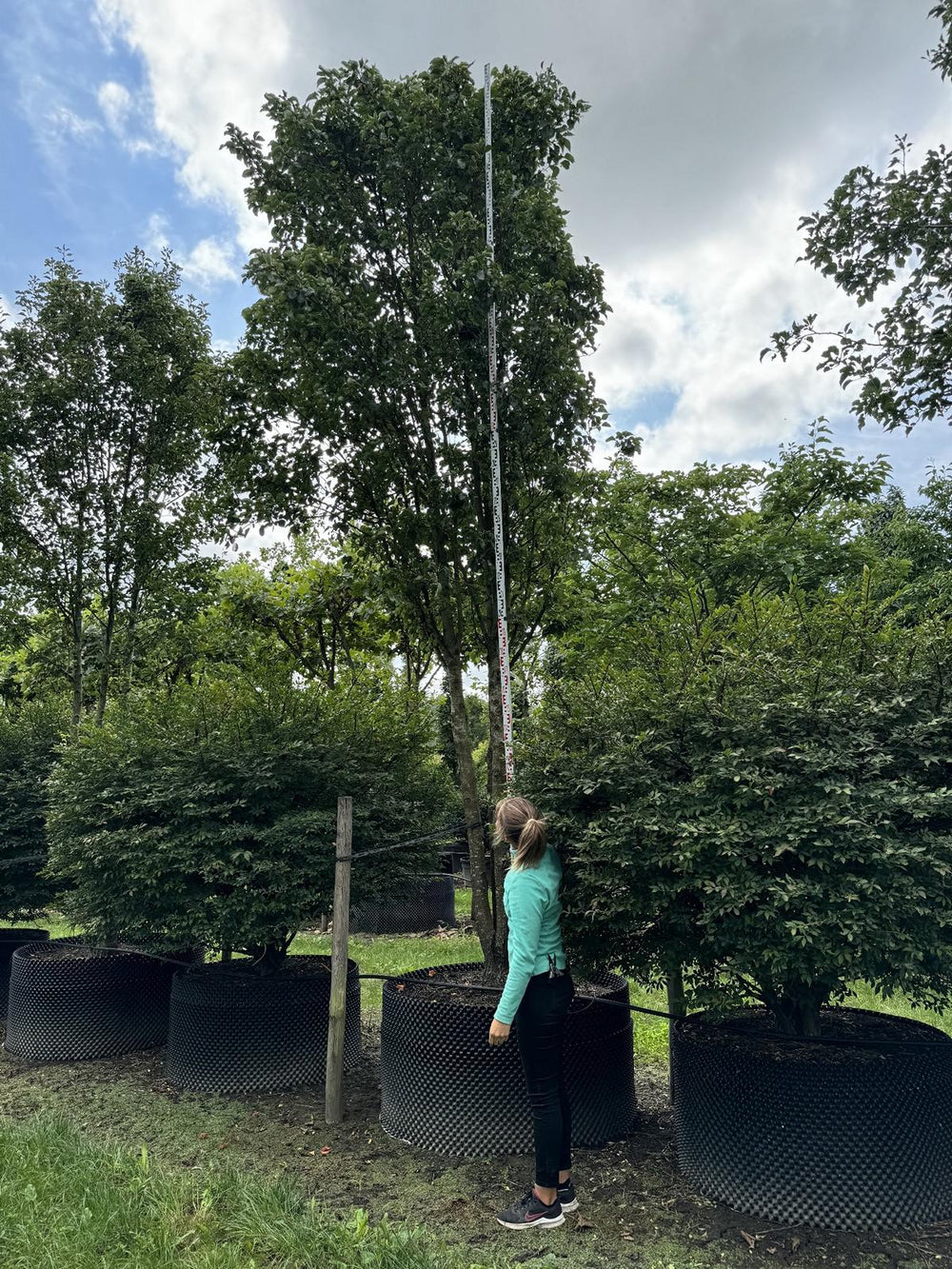 Pyrus calleryana 'Chanticleer'