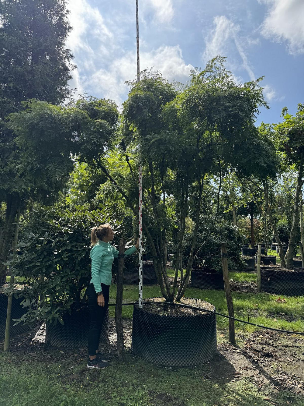 Gleditsia triacanthos 'Skyline' Dachform